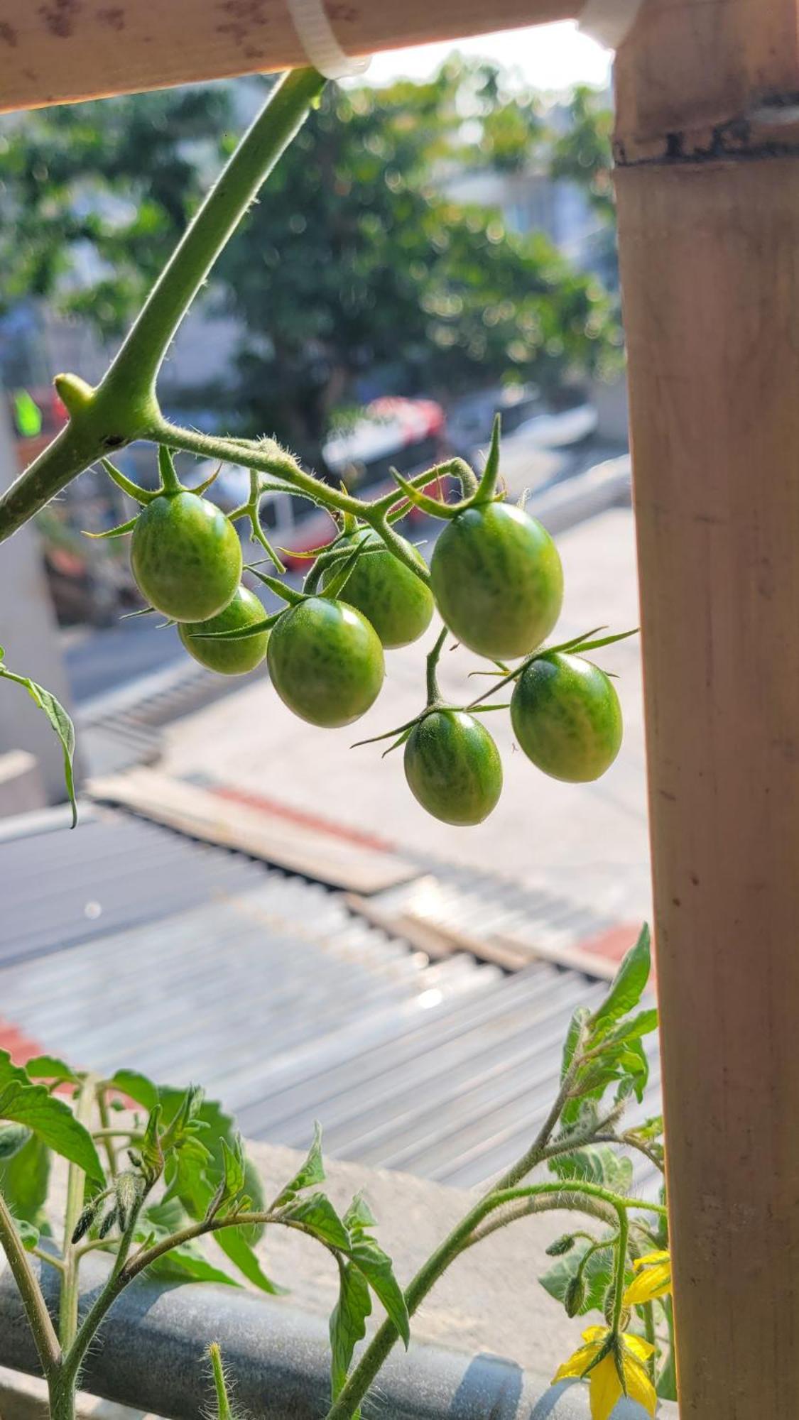 Tiny Garden House Cat Ba Hotel Chan Chau Exterior foto